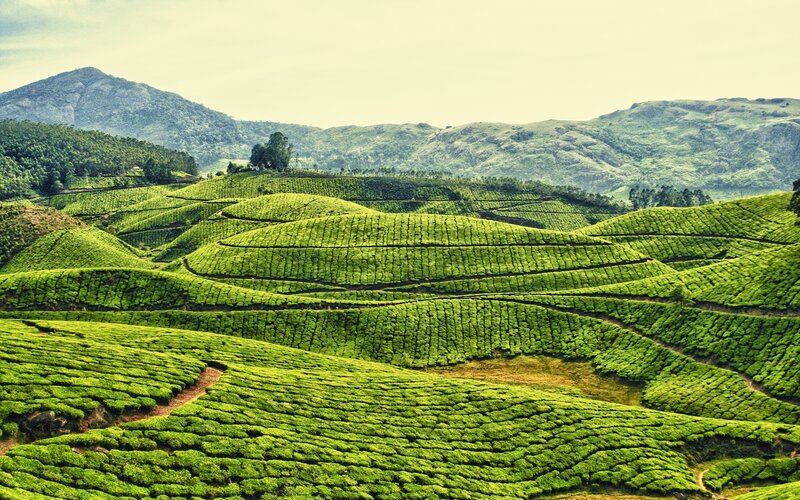Tea Plantations on Hills — Green, Serene, Afternoon, Photograph, Mountains, Trees