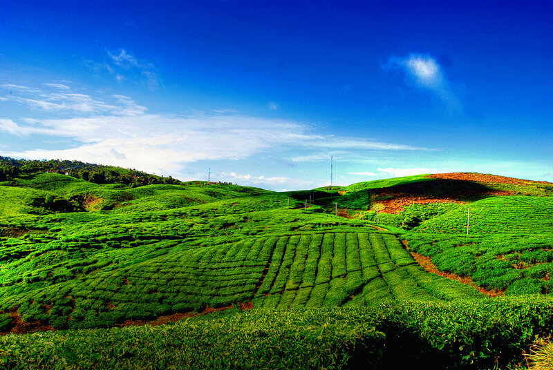 Tea Plantations on Hills — Green, Serene, Afternoon, Photograph, Sky