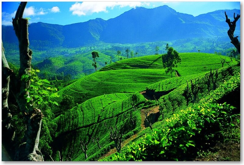 Tea Plantations on Hills — Green, Serene, Afternoon, Photograph