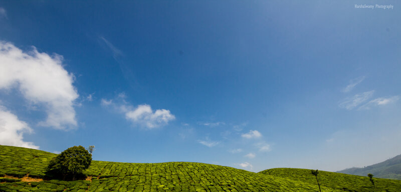 Tea Plantations on Hills — Green, Serene, Afternoon, Photograph, Trees, Clouds