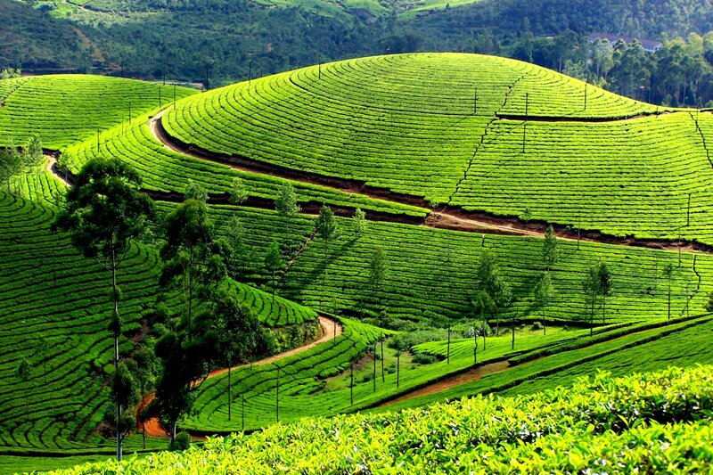 Tea Plantations on Hills — Green, Serene, Afternoon, Photograph, Trees, Paths