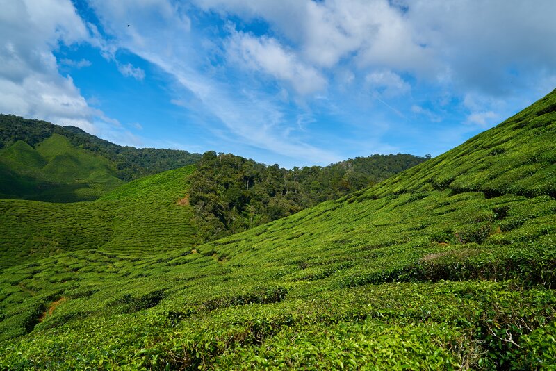 Tea Plantations on Hills — Green, Serene, Afternoon, Photograph, Trees, Sky