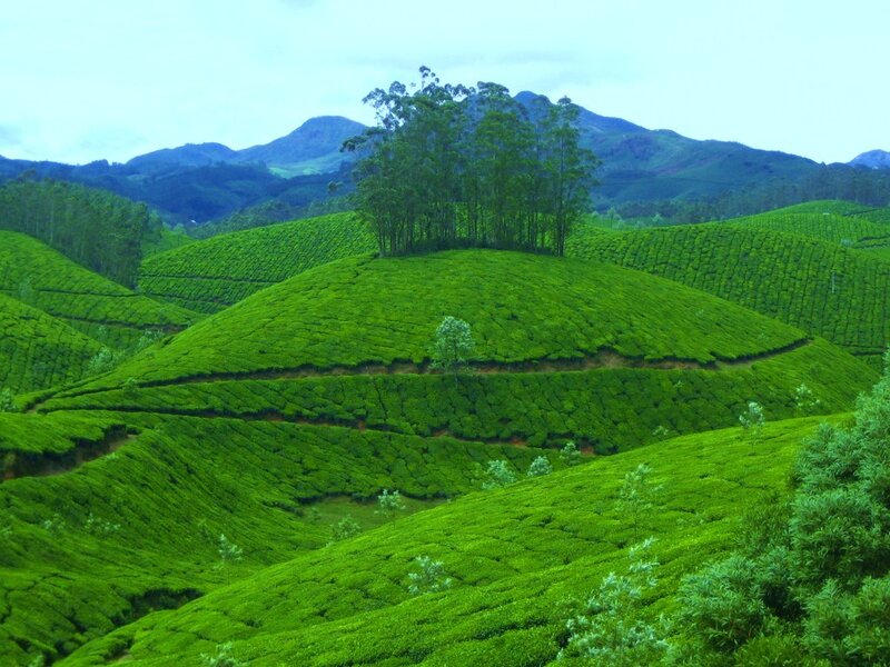 Tea Plantations on Hills — Green, Serene, Afternoon, Photograph, Trees