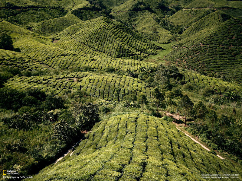 Tea Plantations on Hills — Green, Serene, Afternoon