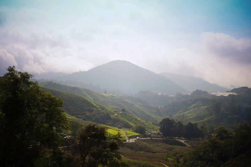 Tea Plantations on Hills — Green, Serene, Morning, Photograph, Mountains, Clouds