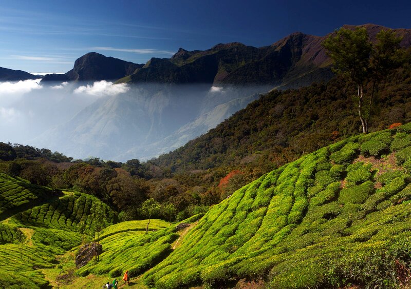 Tea Plantations on Hills — Green, Serene, Morning, Photograph, Mountains