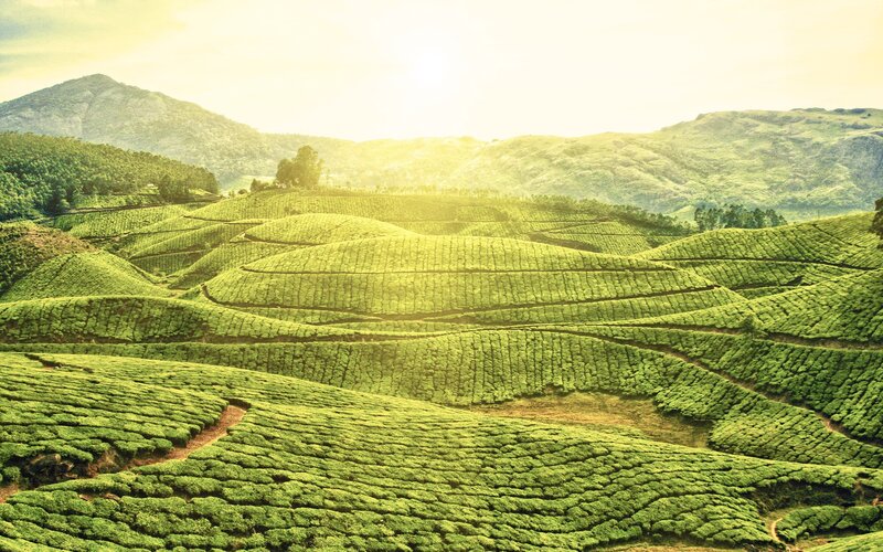 Tea Plantations on Hills — Green, Serene, Morning, Photograph, Mountains, Trees, Yellow