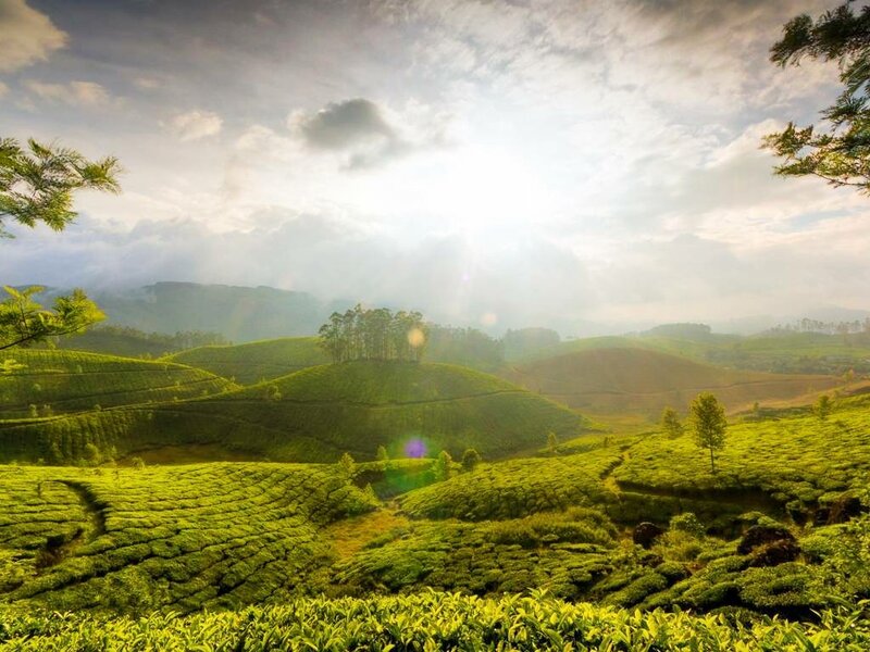 Tea Plantations on Hills — Green, Serene, Morning, Photograph