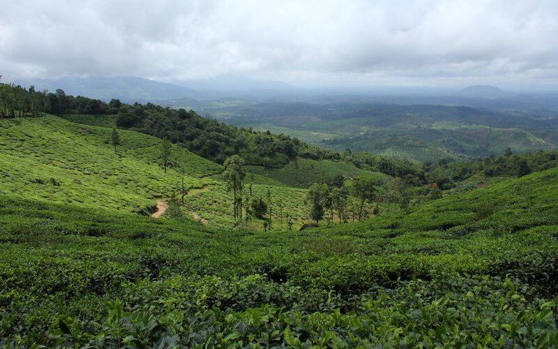 Tea Plantations on Hills — Green, Serene, Morning, Photograph, Trees, Clouds, Gray