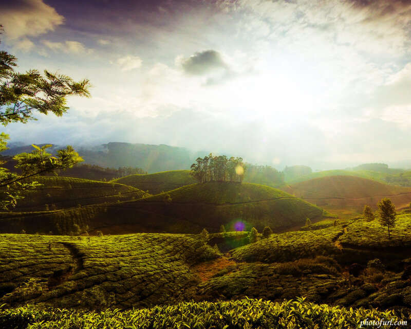 Tea Plantations on Hills — Green, Serene, Morning, Photograph, Trees, Clouds