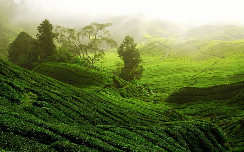 Tea Plantations on Hills — Green, Serene, Morning, Photograph, Trees, Fog