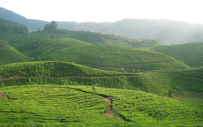 Tea Plantations on Hills — Green, Serene, Morning, Photograph, Trees, Path