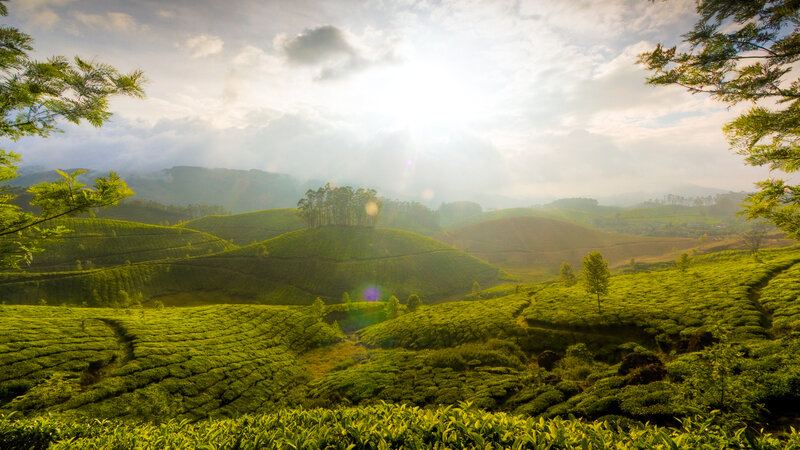 Tea Plantations on Hills — Green, Serene, Morning, Photograph, Trees, Sunlight