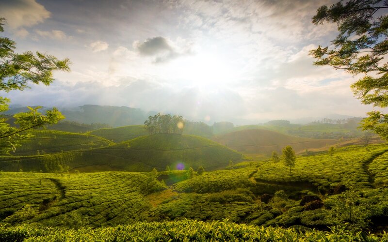 Tea Plantations on Hills — Green, Serene, Morning, Photograph, Trees, Sunlight, White
