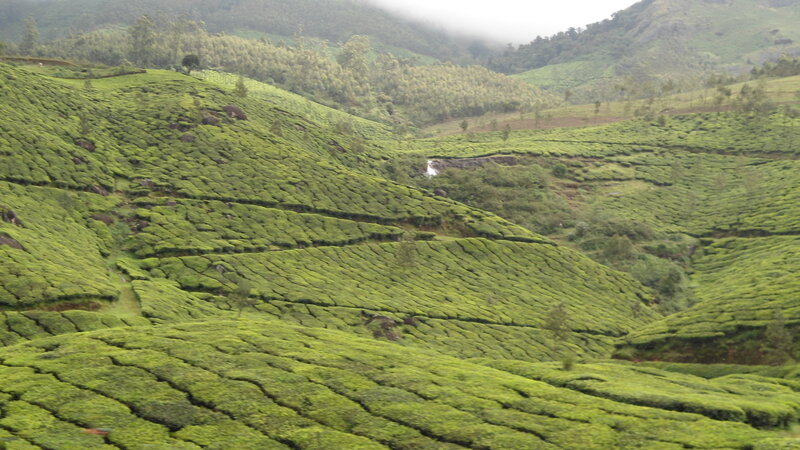 Tea Plantations on Hills — Green, Serene, Morning, Photograph, Trees