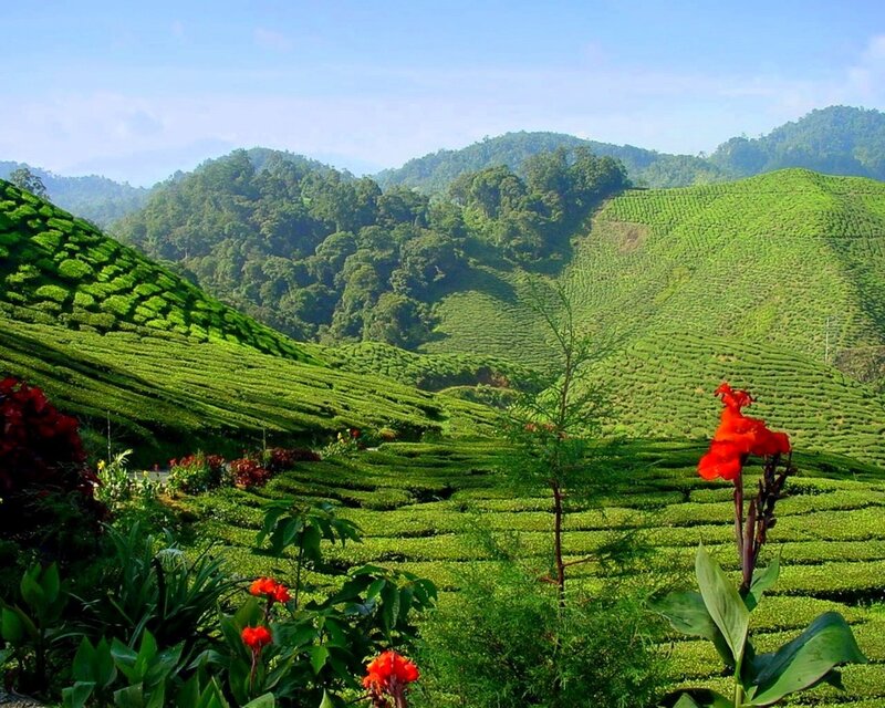 Tea Plantations on Hills — Green, Serene
