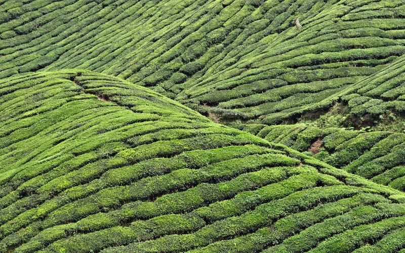 Tea plantations on hills