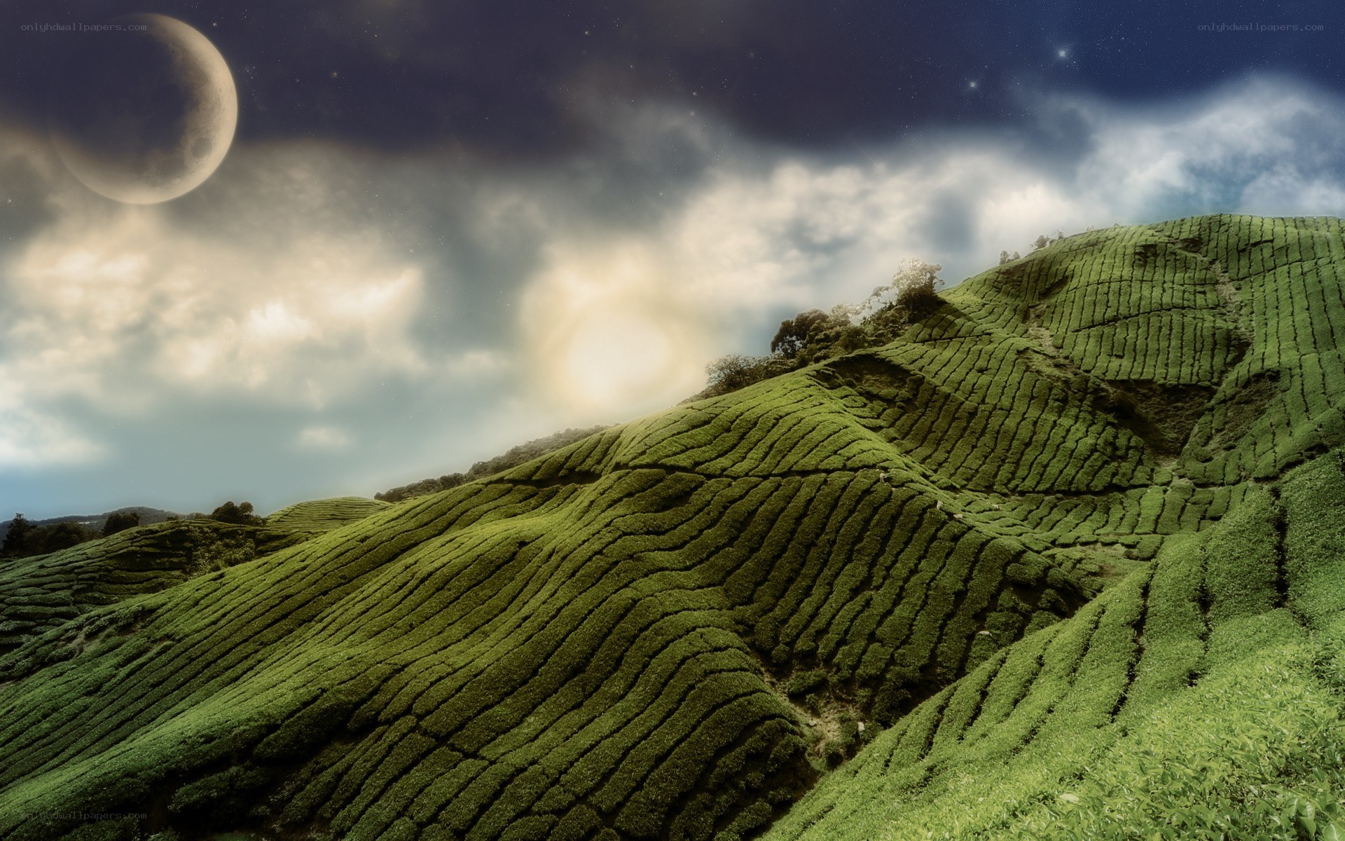 Tea plantations under moonlit sky