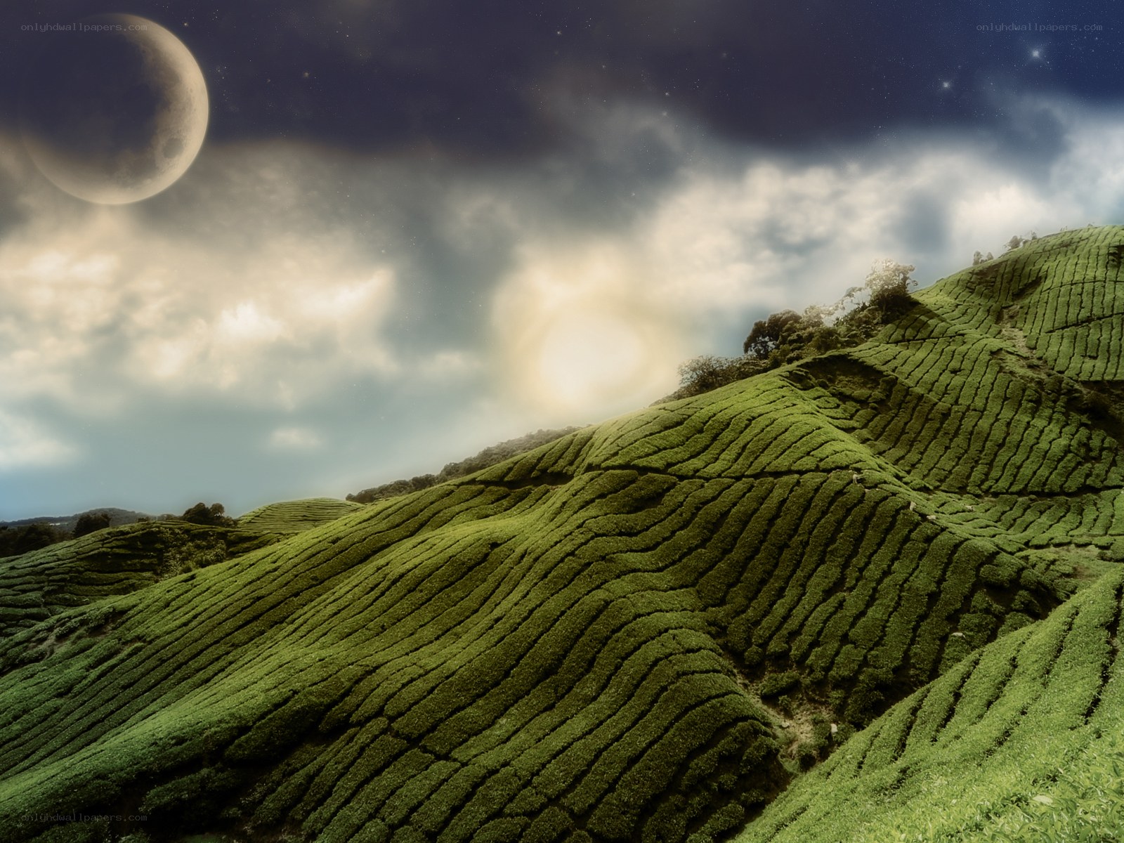 Tea plantations under moonlit sky