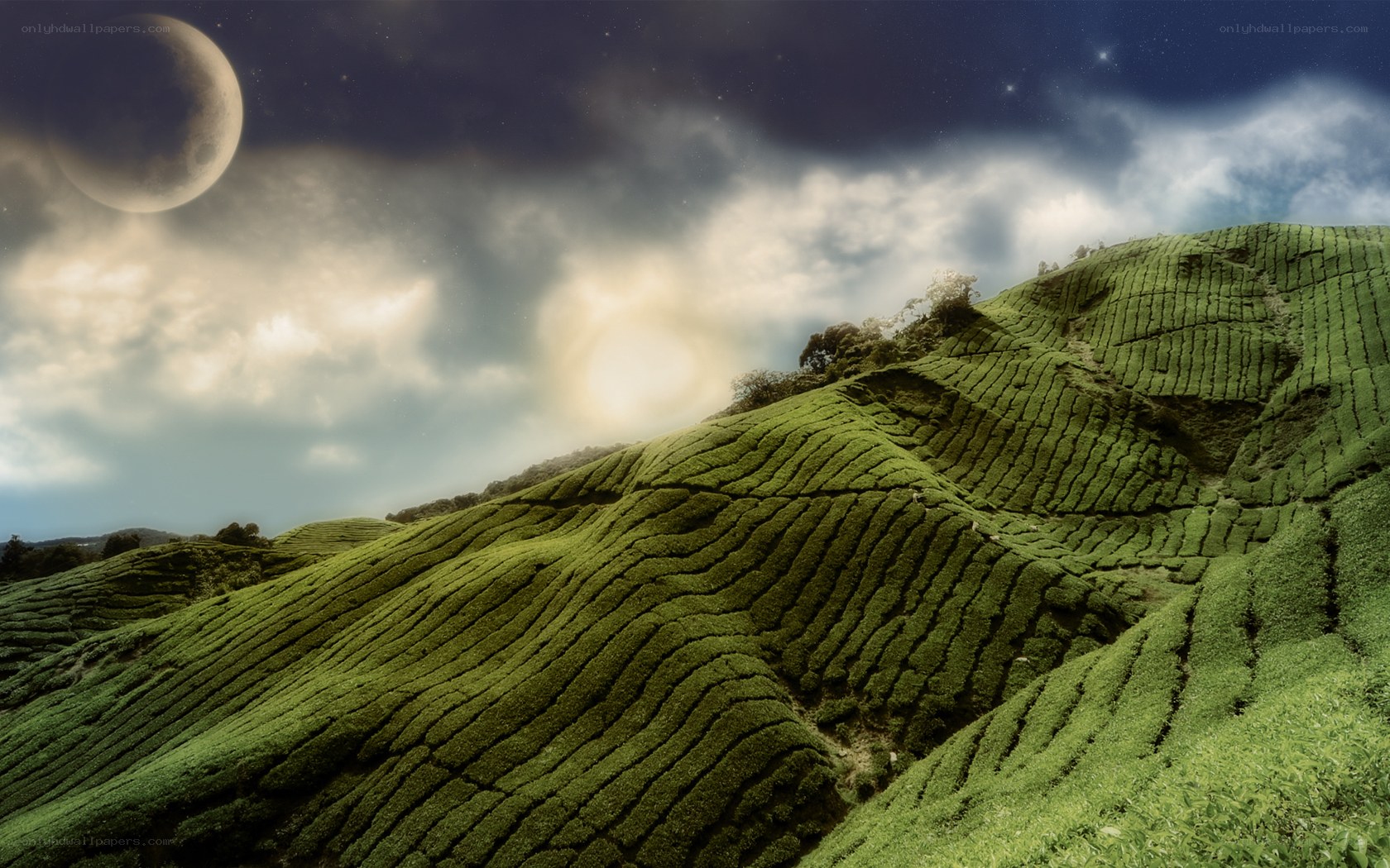 Tea plantations under moonlit sky