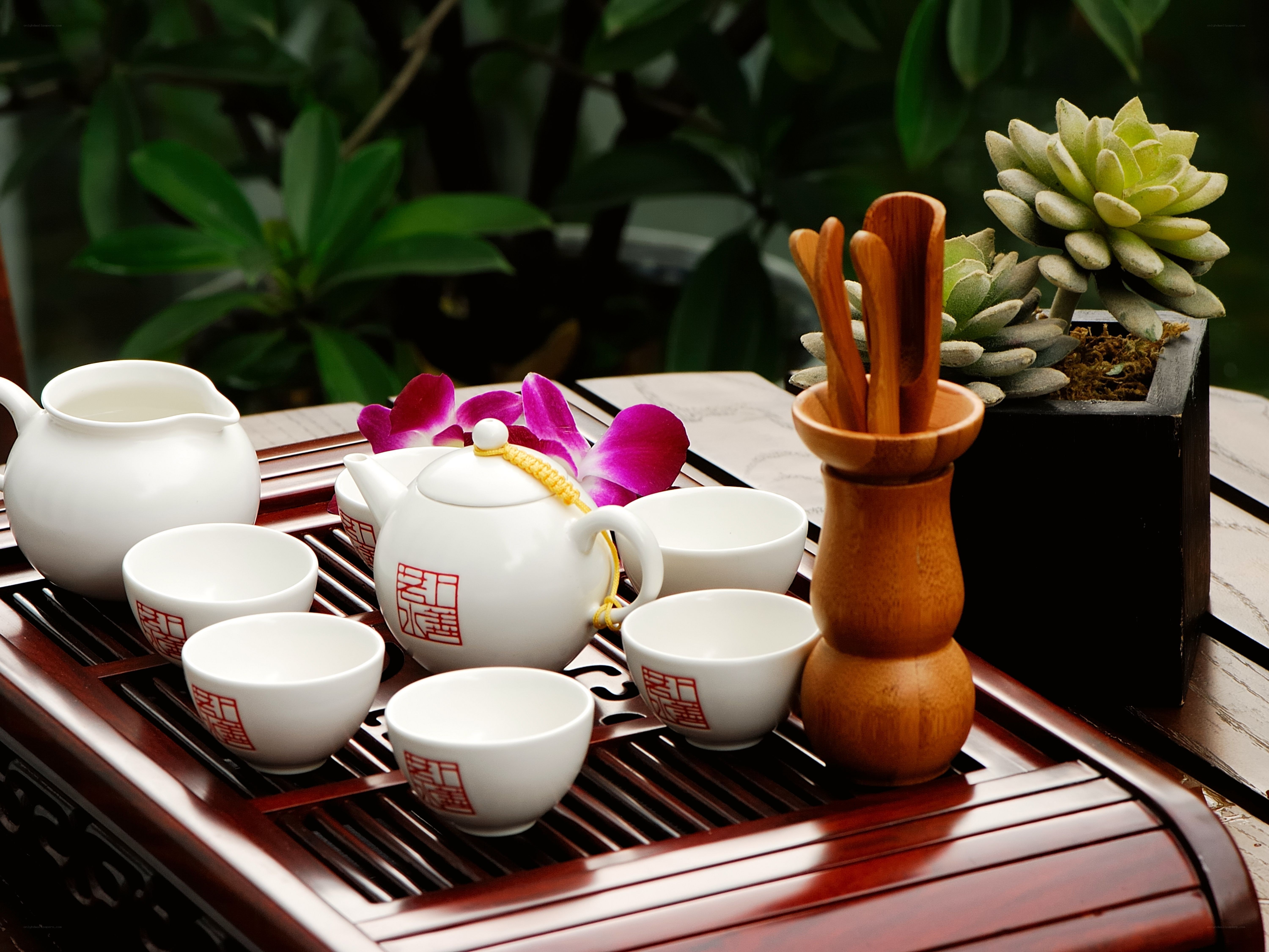 Tea set with succulents