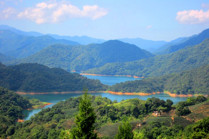 Tea Terraces by Lake