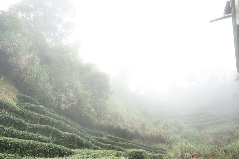 Tea Terraces in Fog