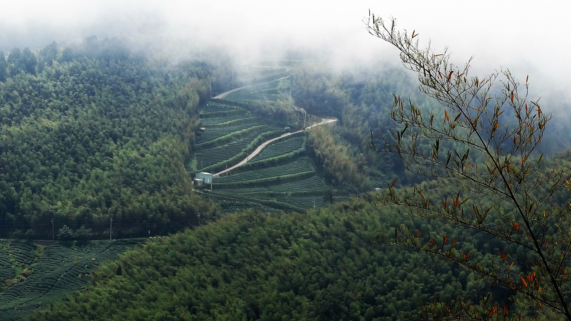 Tea terraces in misty mountains