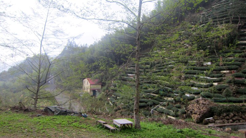 Tea Terraces on Hillside
