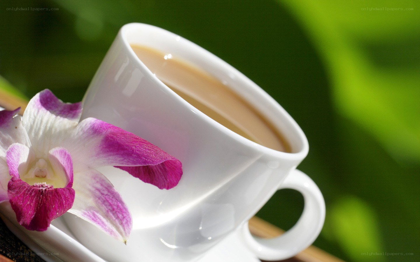 Teacup with orchid flower