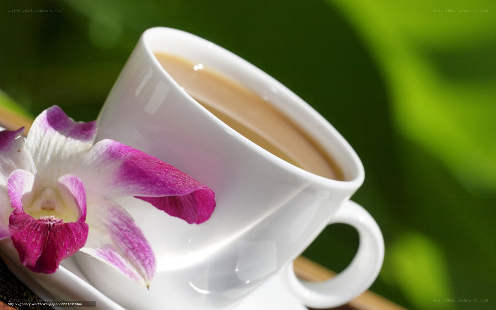 Teacup with orchid flower