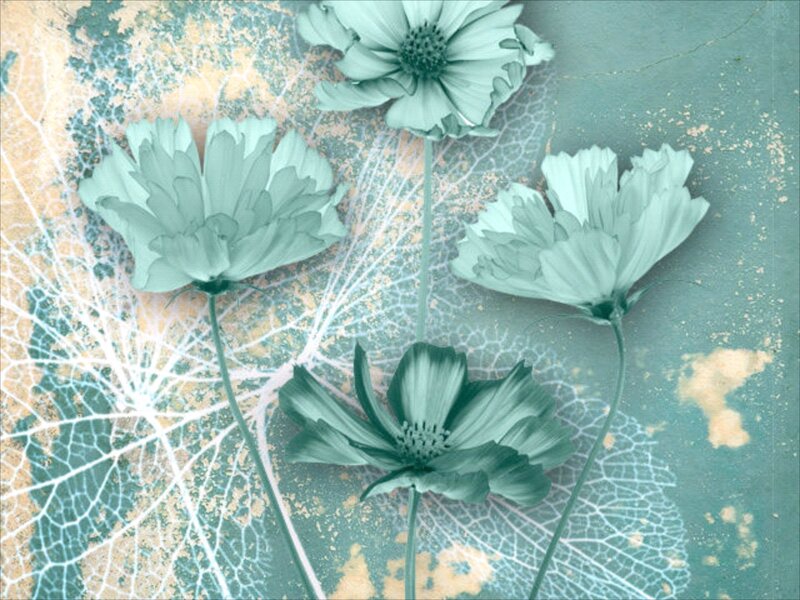Teal Cosmos Flowers