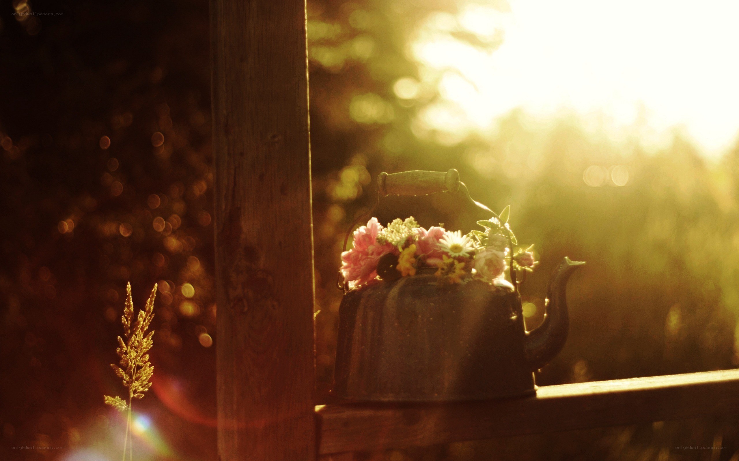 Teapot with flowers in sunlight