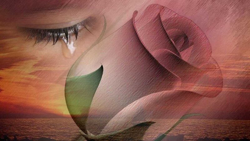 tearful rose at sunset
