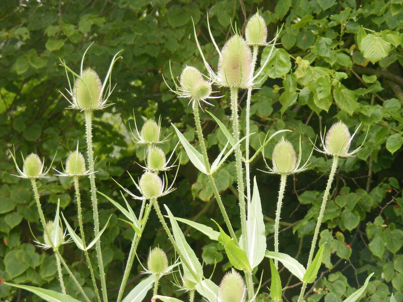 Teasel plants in a garden