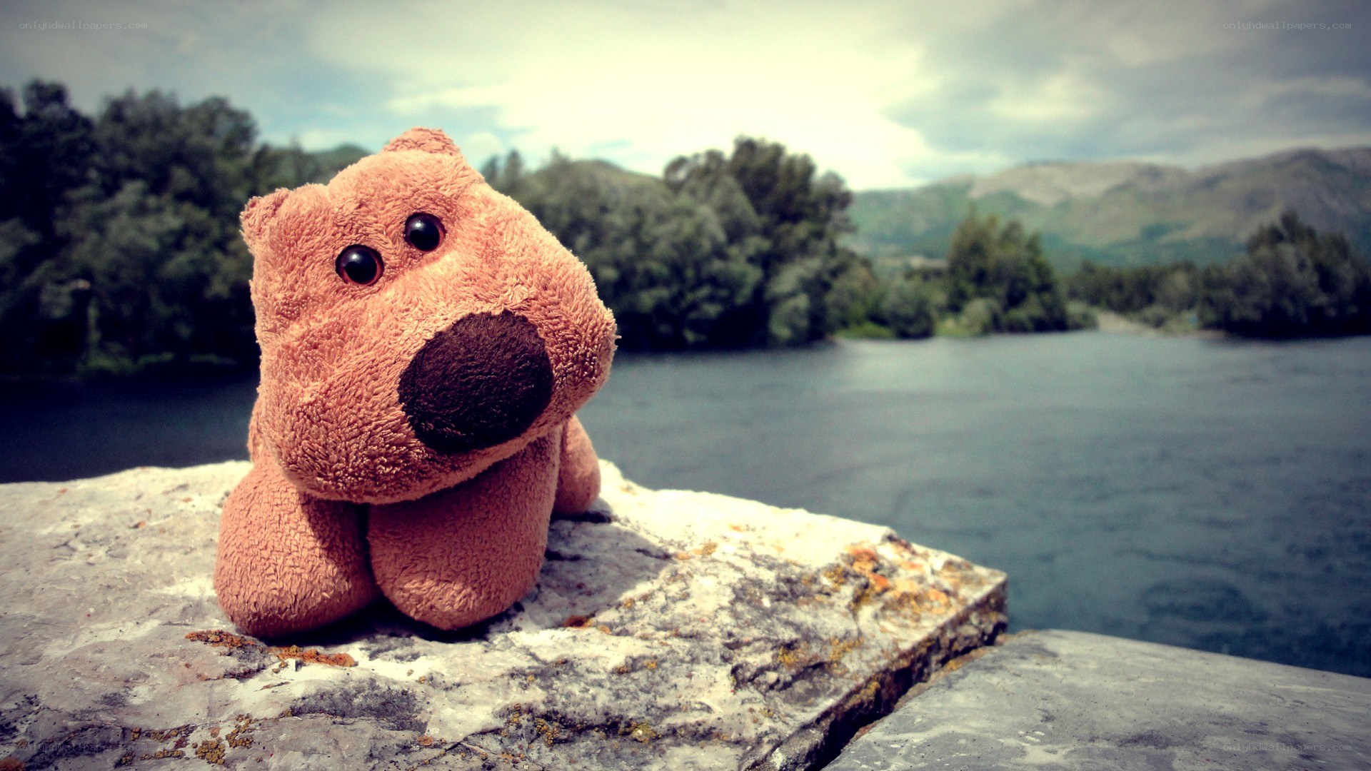 Teddy bear by the river