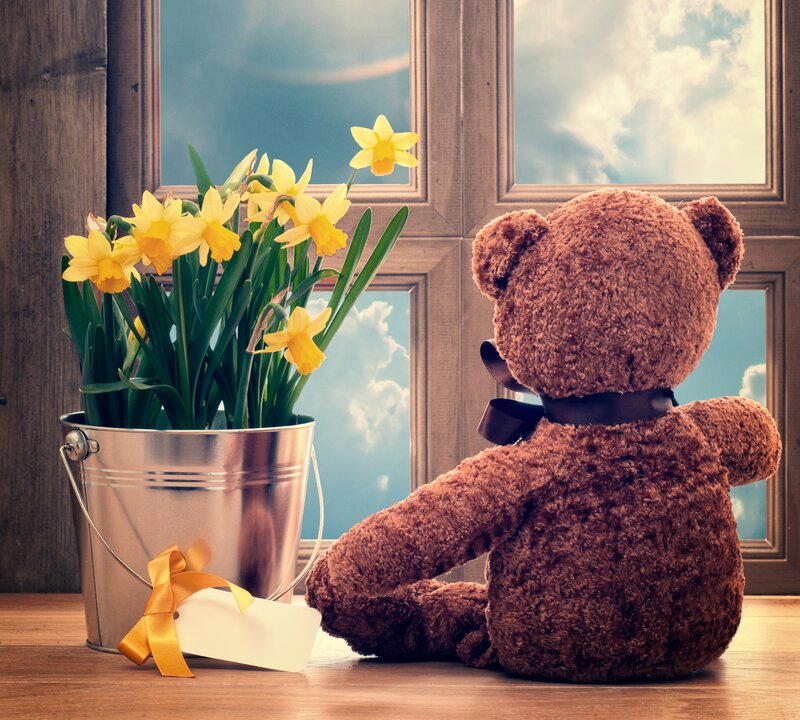 Teddy Bear by Window — Brown, Calm