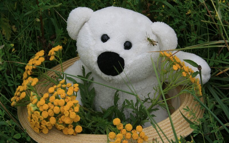 Teddy bear in a basket of flowers