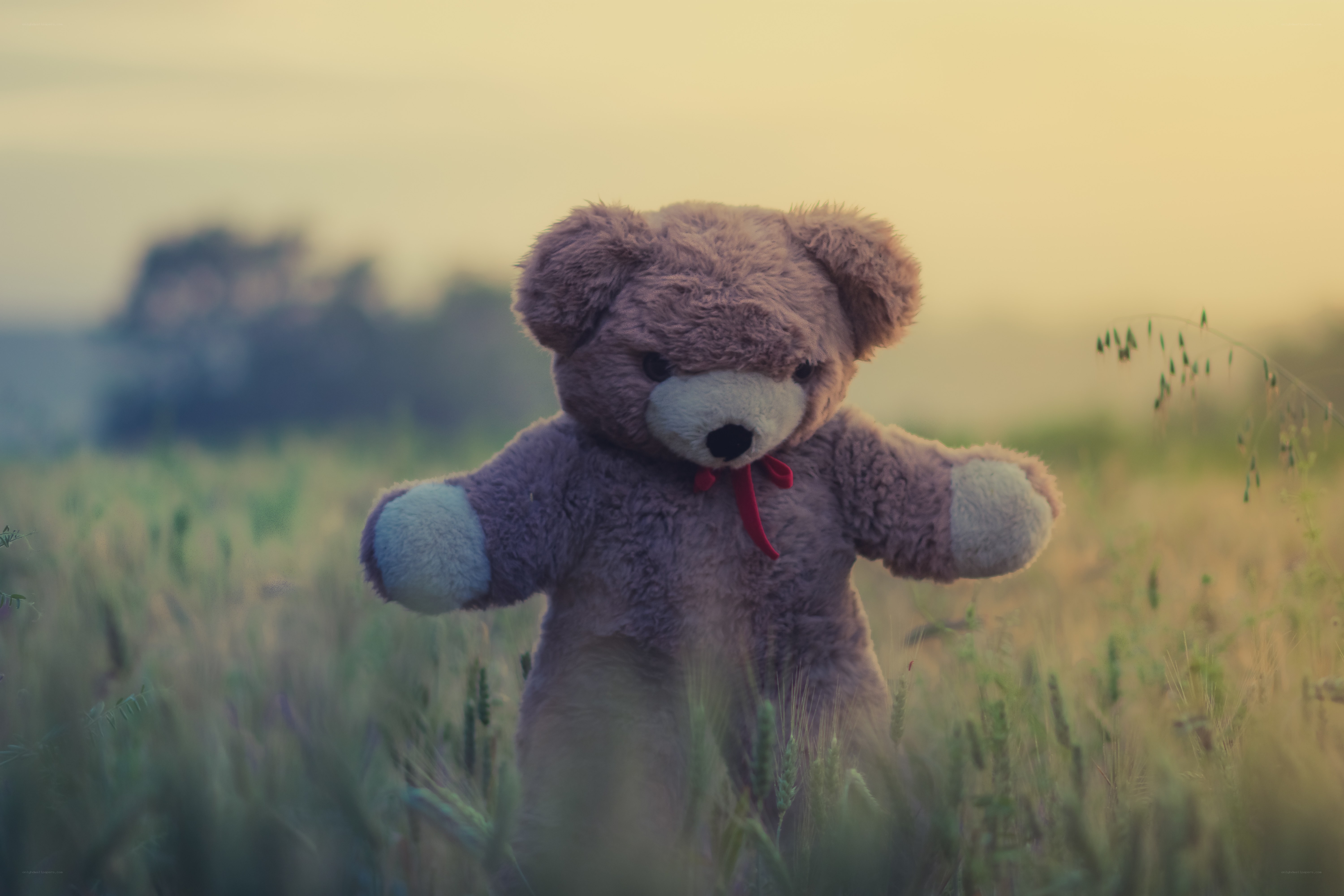 teddy bear in a field