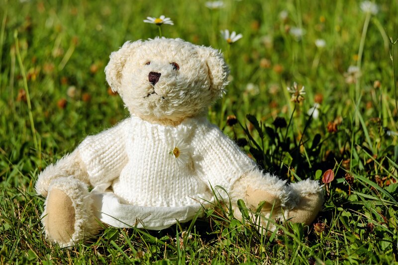 Teddy bear in a field