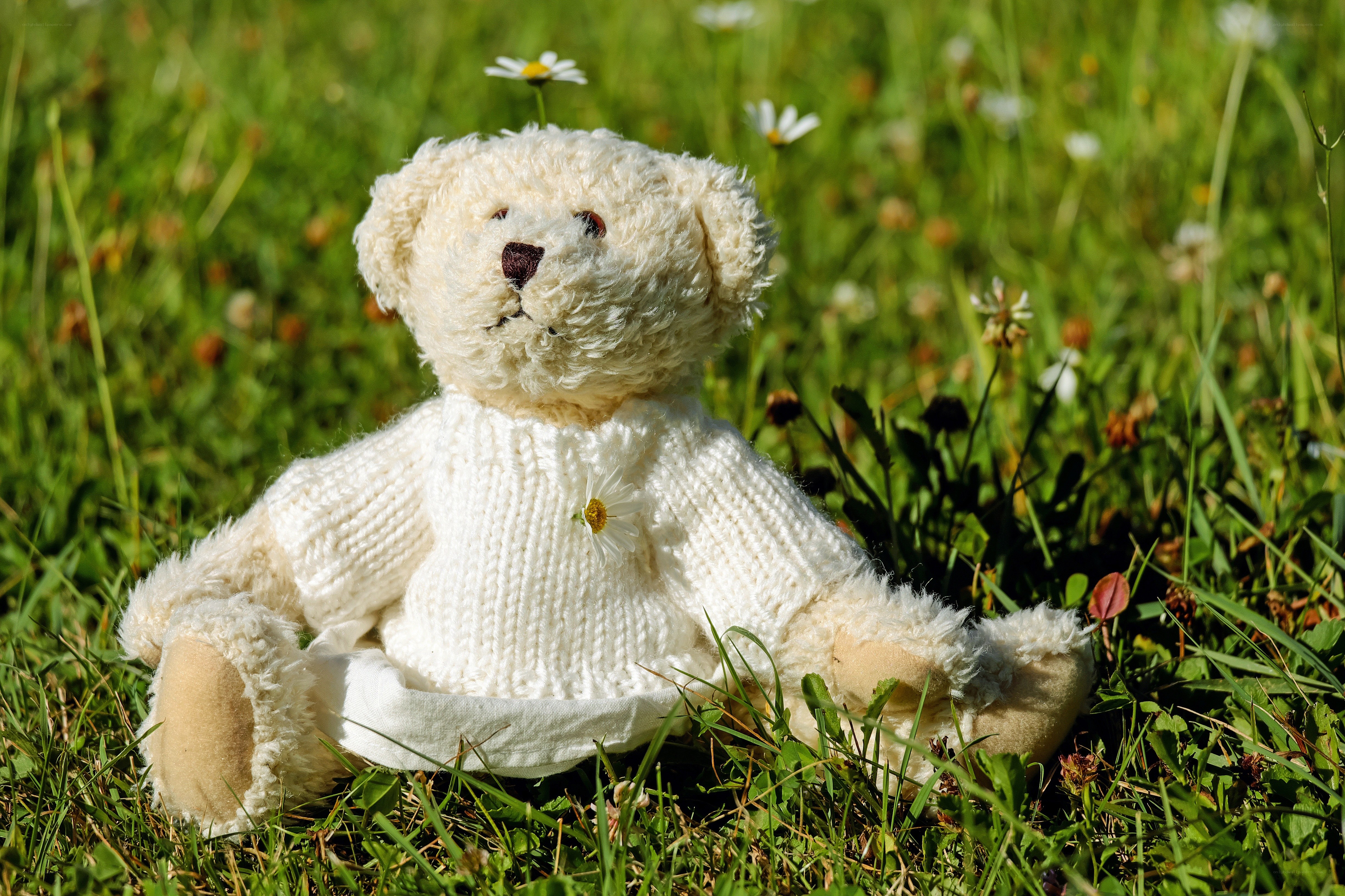 Teddy bear in a field