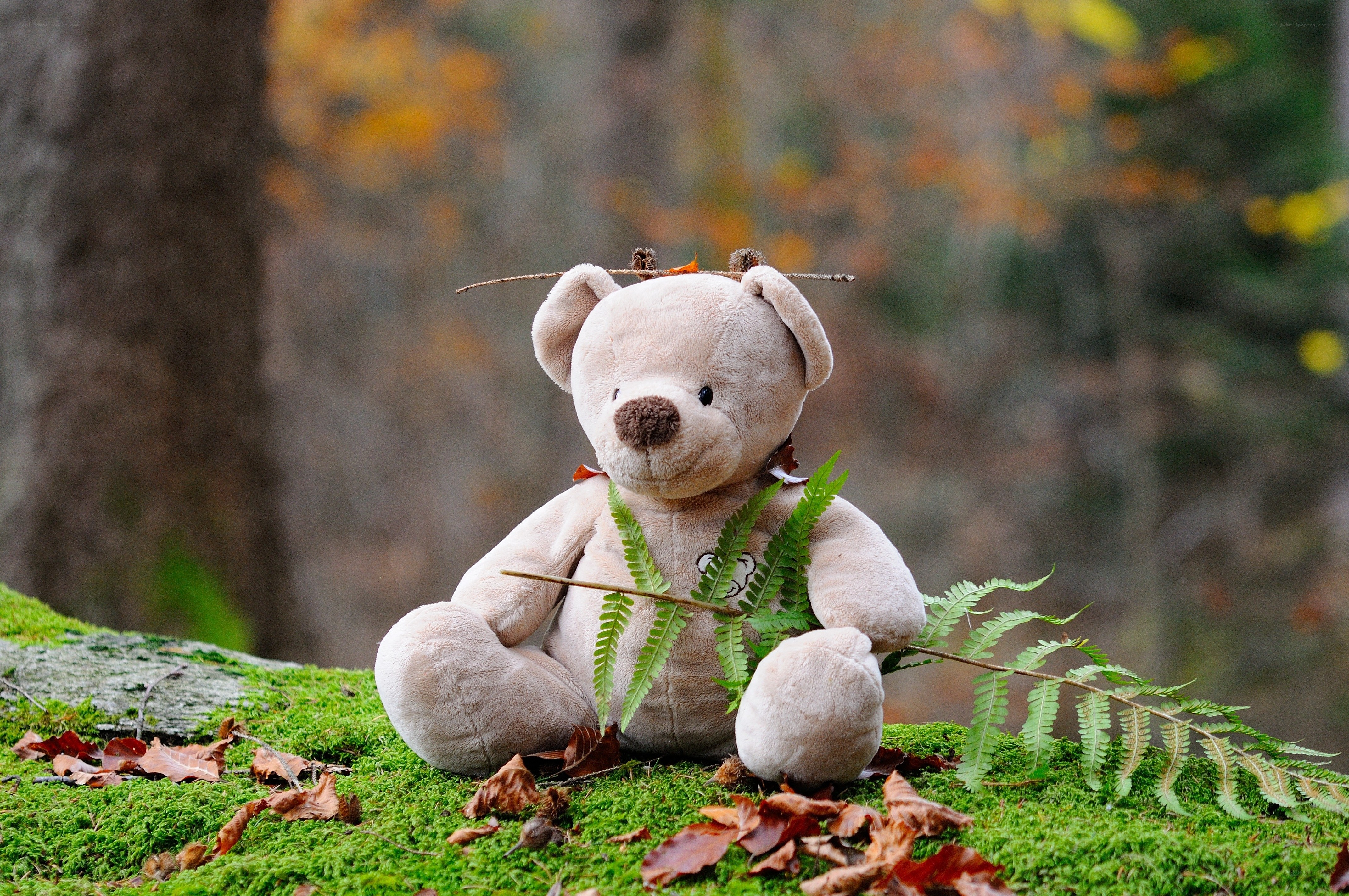 Teddy bear in autumn forest