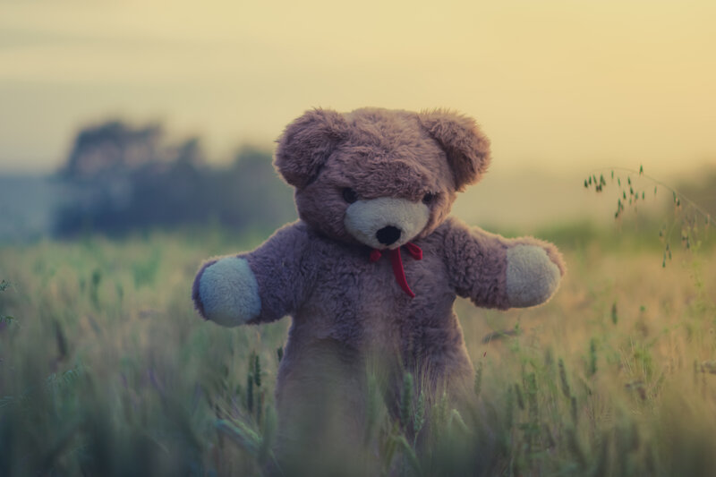 Teddy Bear in Field — Brown