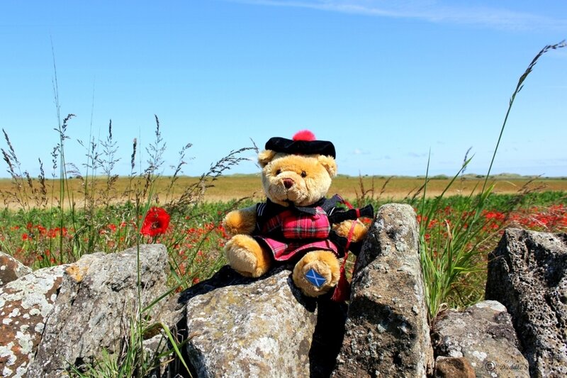 Teddy Bear in Kilt
