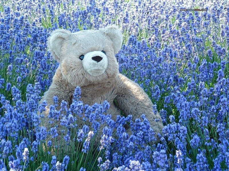 Teddy bear in lavender field
