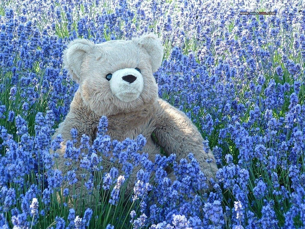 Teddy bear in lavender field