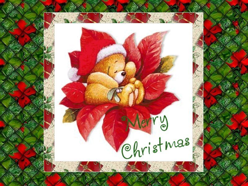 Teddy Bear in Poinsettia