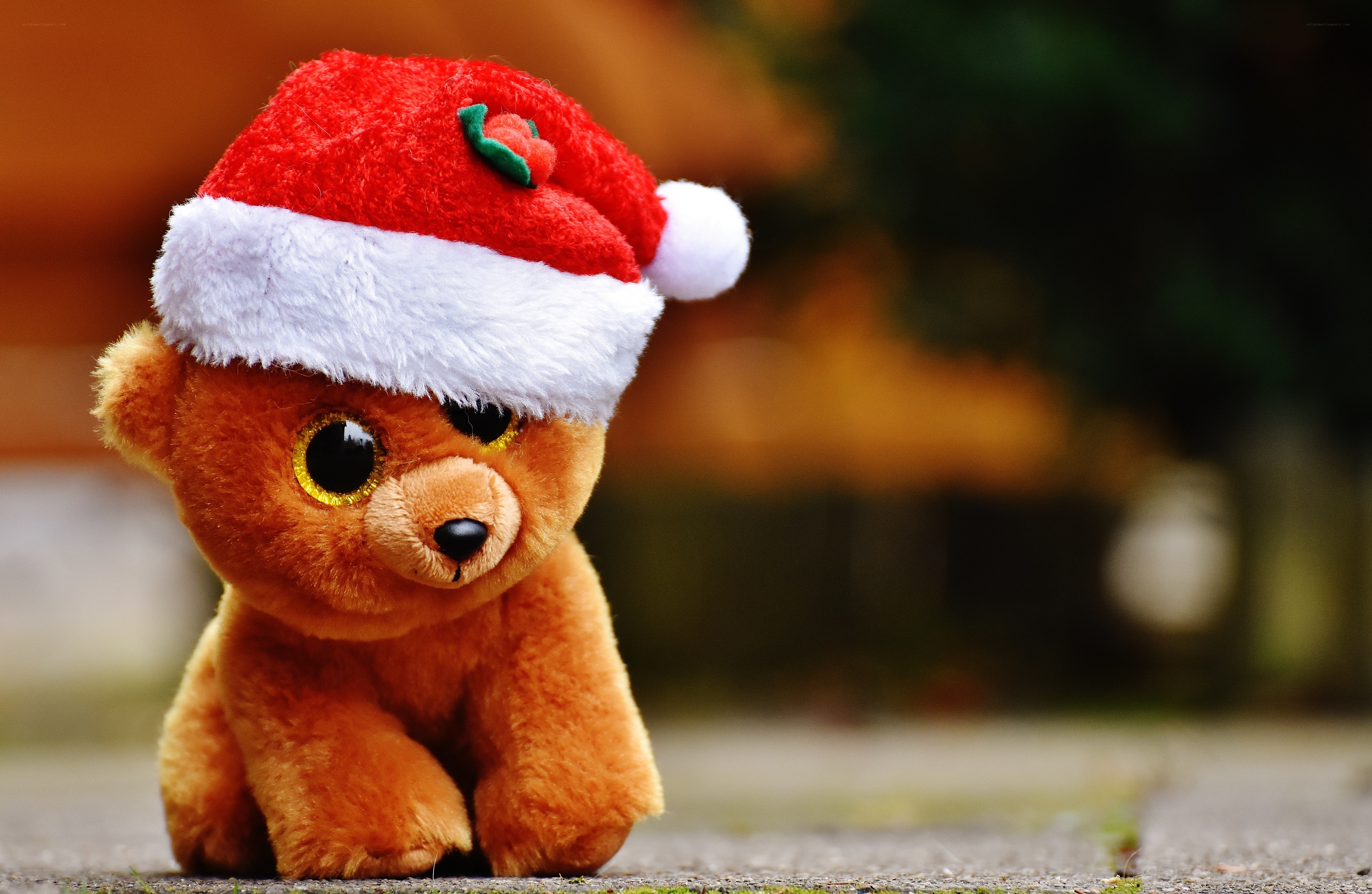 teddy bear in santa hat