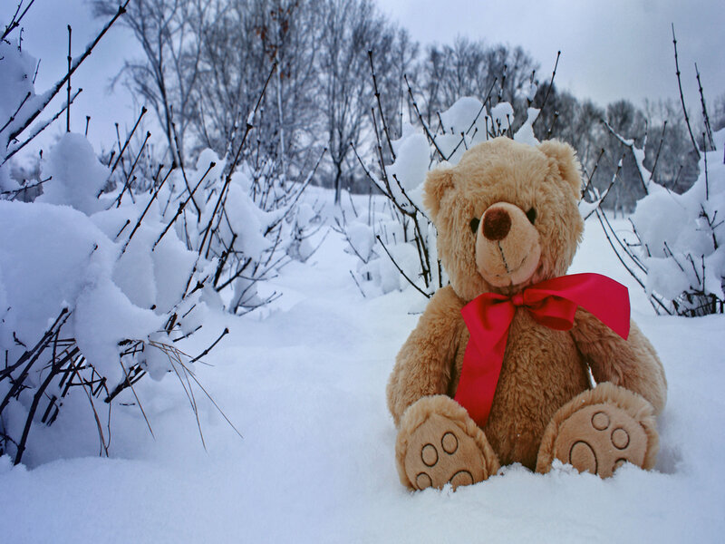 Teddy Bear in Snow — Brown, Serene