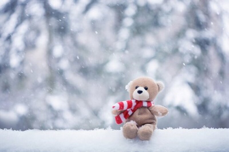 Teddy Bear in Snow — White, Calm, Winter
